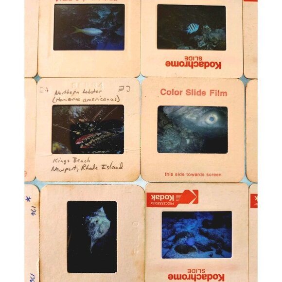 1980s 35mm Slide Film Frames Nautical Lot Of 100 Sea Life Fish Coral Vtg E50B - Picture 5 of 7